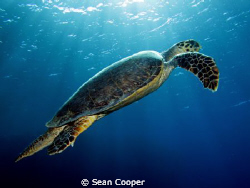 Hawksbill by Sean Cooper 